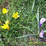 Appartement In Oberwaldbach Mit Garten Und Grill By Interhome